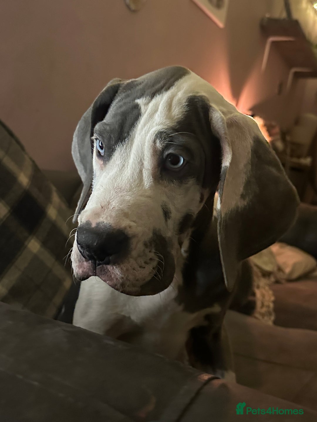 Great Dane dogs for sale: Reduced***** KC registered blue Great Dane puppies - Advert 32