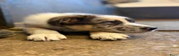 Mixed Breed dogs for sale: Beautiful Shollie pups - Advert 5