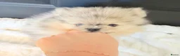 Pomeranian dogs for sale: Beautiful Pomeranian  - Advert 1