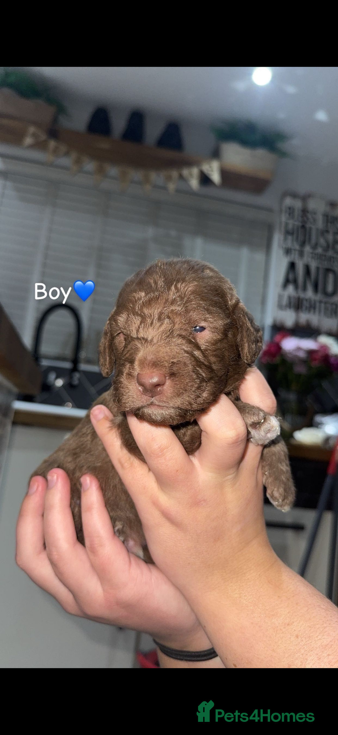 Bedlington Terrier dogs for sale: KC Registered Bedlington Terrier Pups  - Advert 2