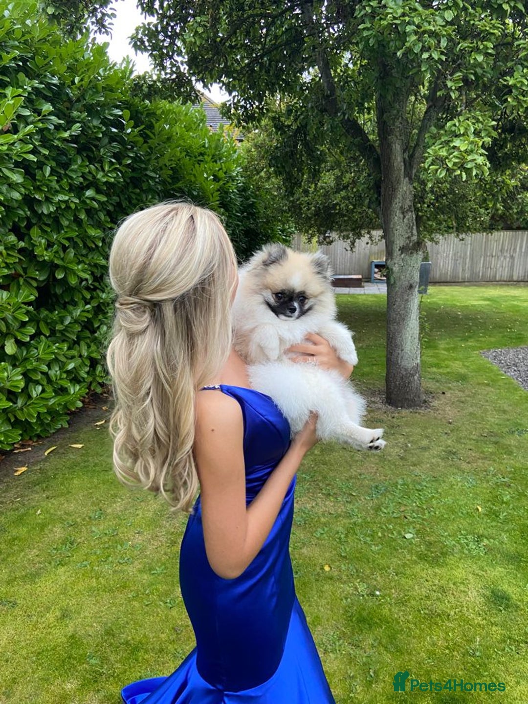 Pomeranian dogs for sale: Cecil the Pomeranian - Image 2