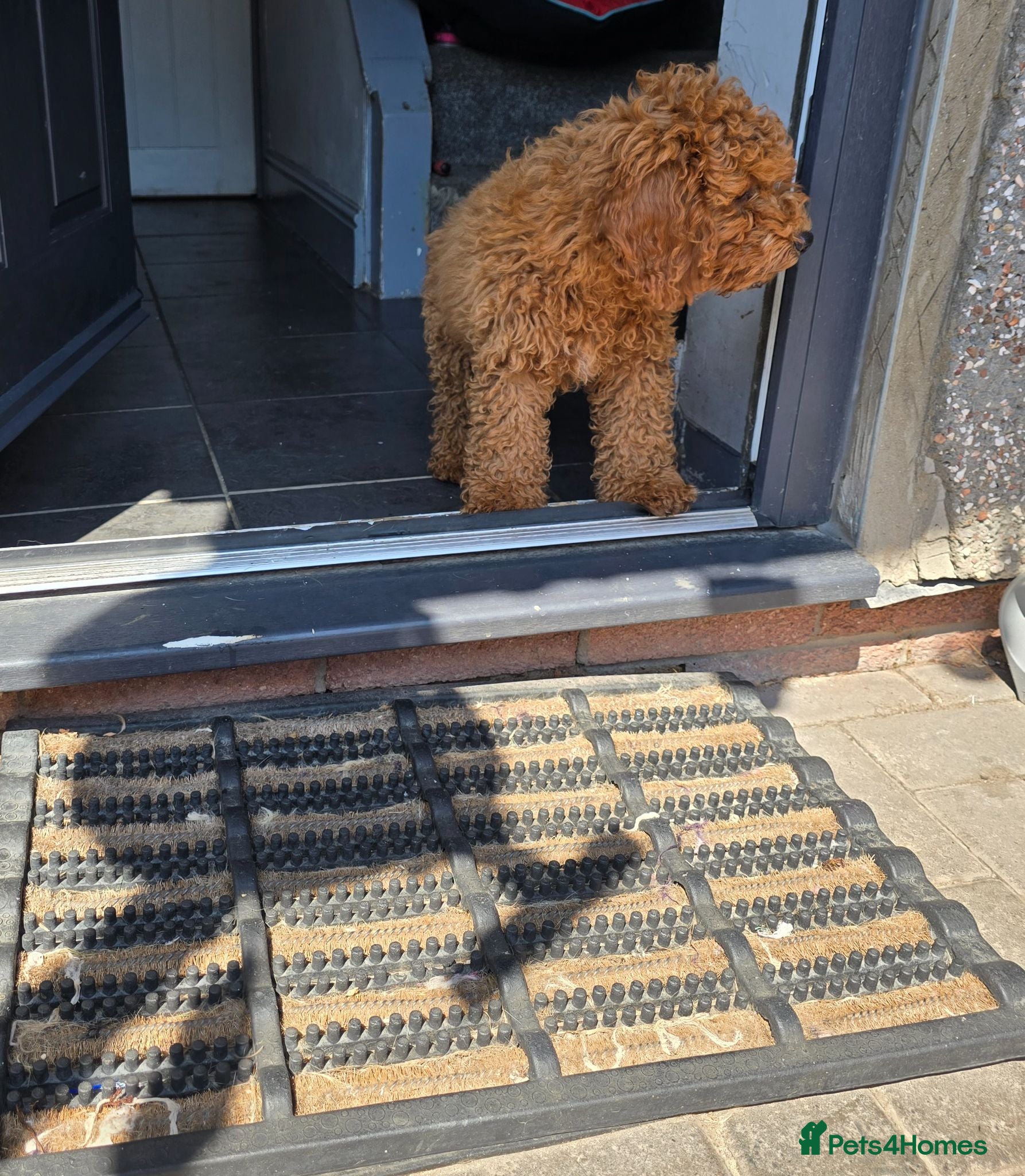 Cavapoo dogs LAST BOY cavapoo pup ready to leave  - Advert 2