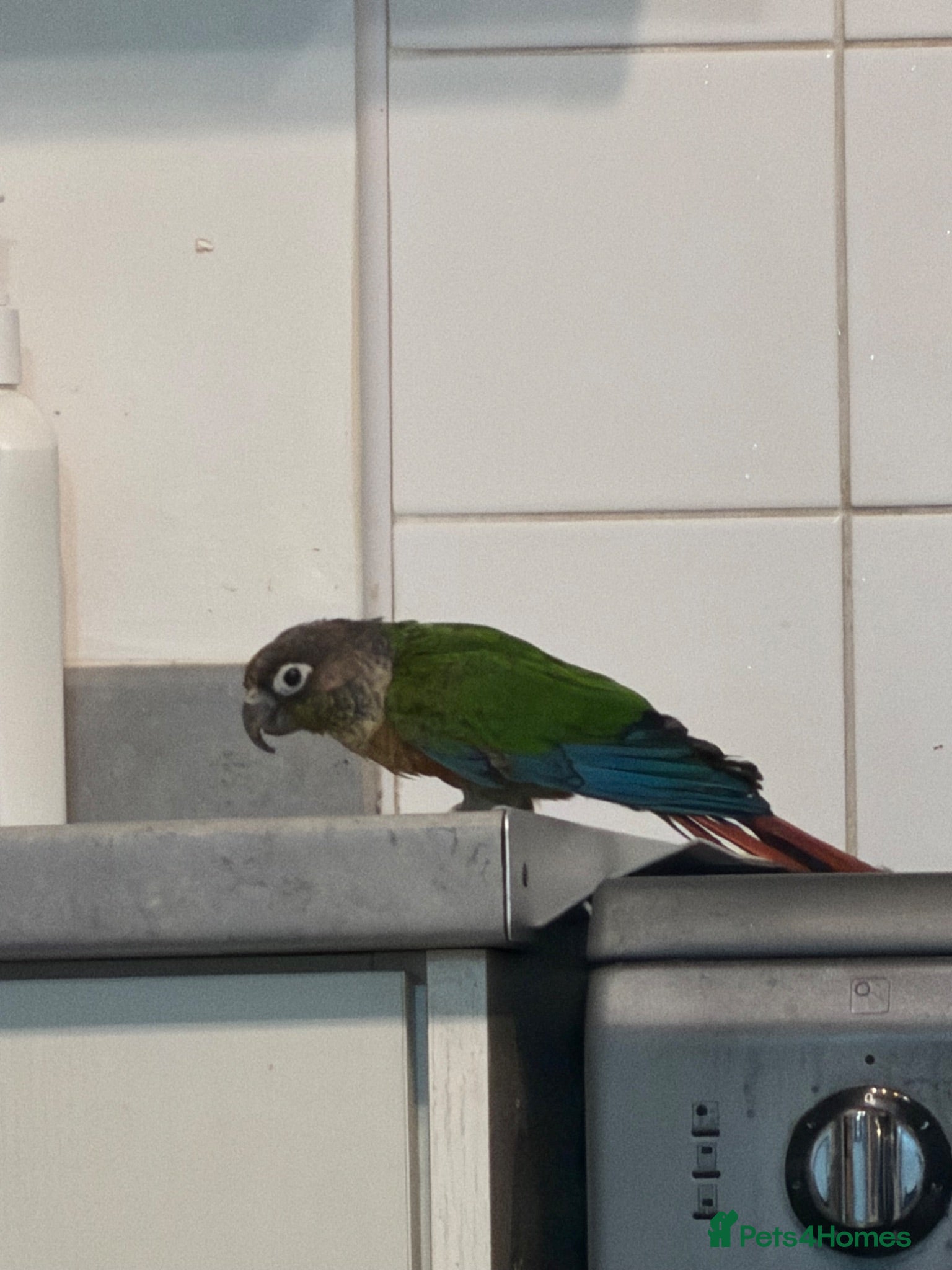 Cockatiels birds  conure  - Advert 15