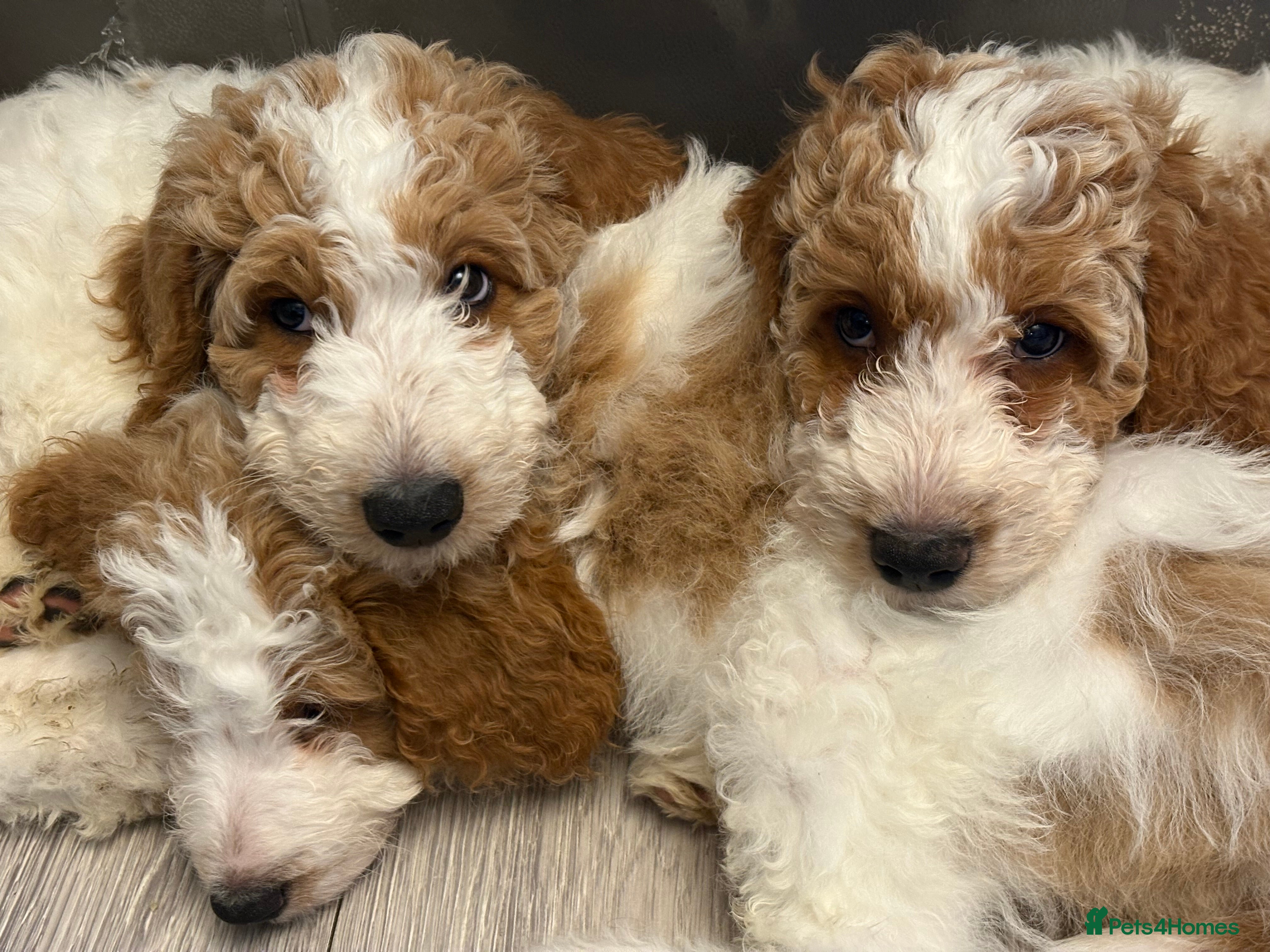 Double Doodle dogs Parti Double Doodles🐾  - Advert 5