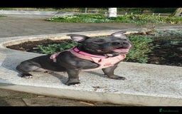 Staffordshire Bull Terrier dogs for sale: Beautiful female staffy puppy - Image 15