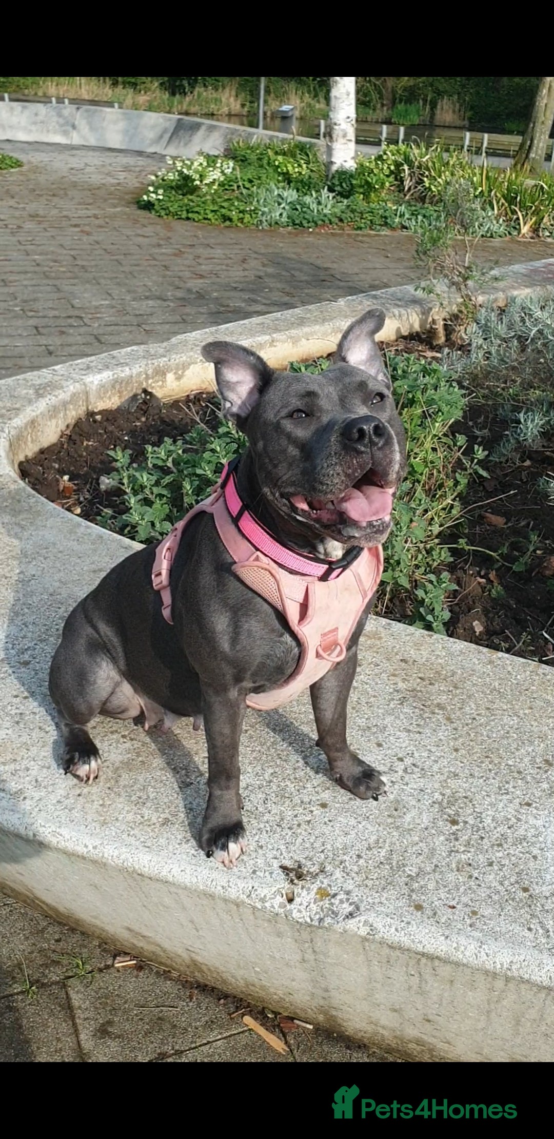 Staffordshire Bull Terrier dogs for sale: Beautiful female staffy puppy - Image 15