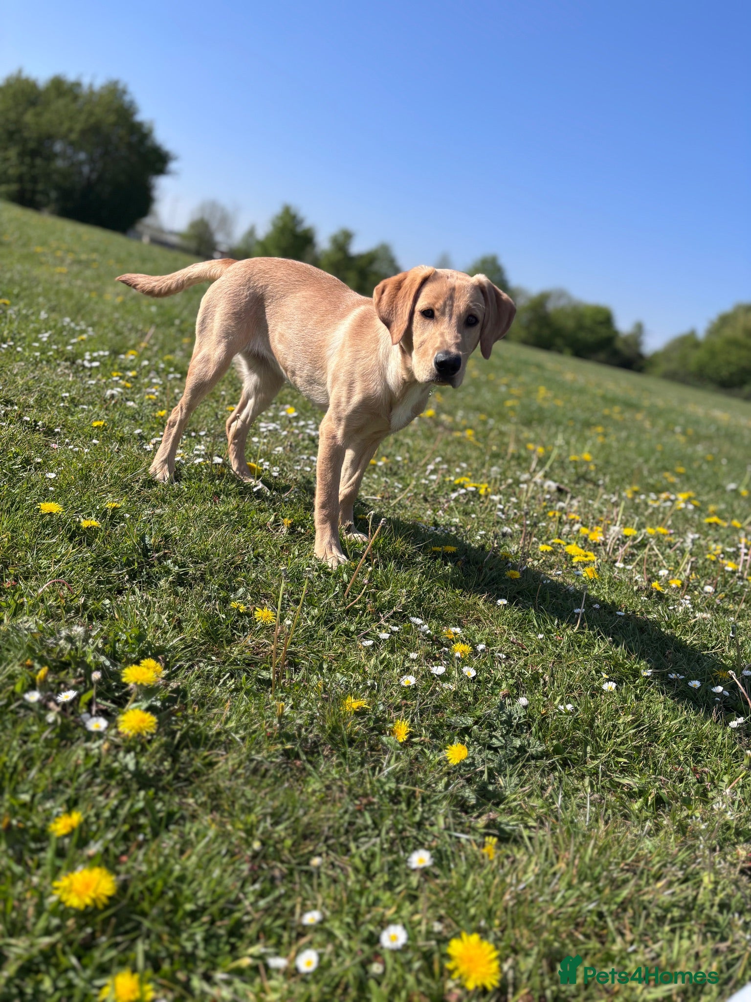 Labrador Retriever dogs Fox red Labrador  - Advert 1