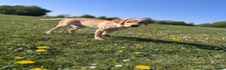Labrador Retriever dogs for sale: Fox red Labrador  - Advert 1