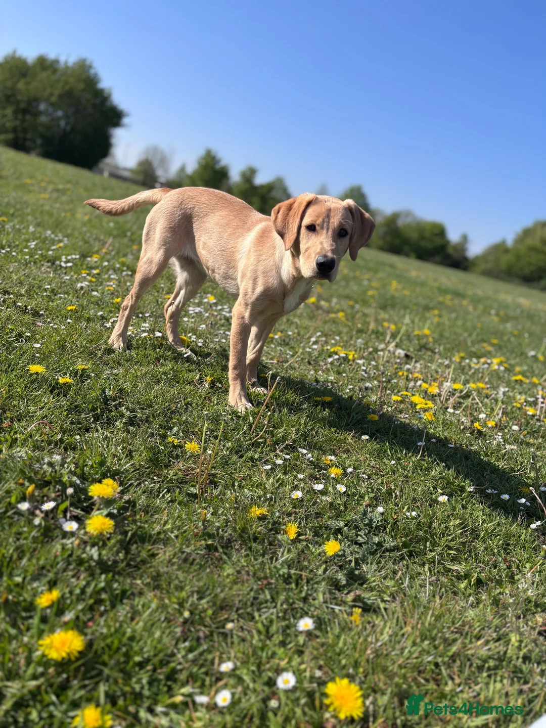 Labrador Retriever dogs for sale: Fox red Labrador  - Advert 1