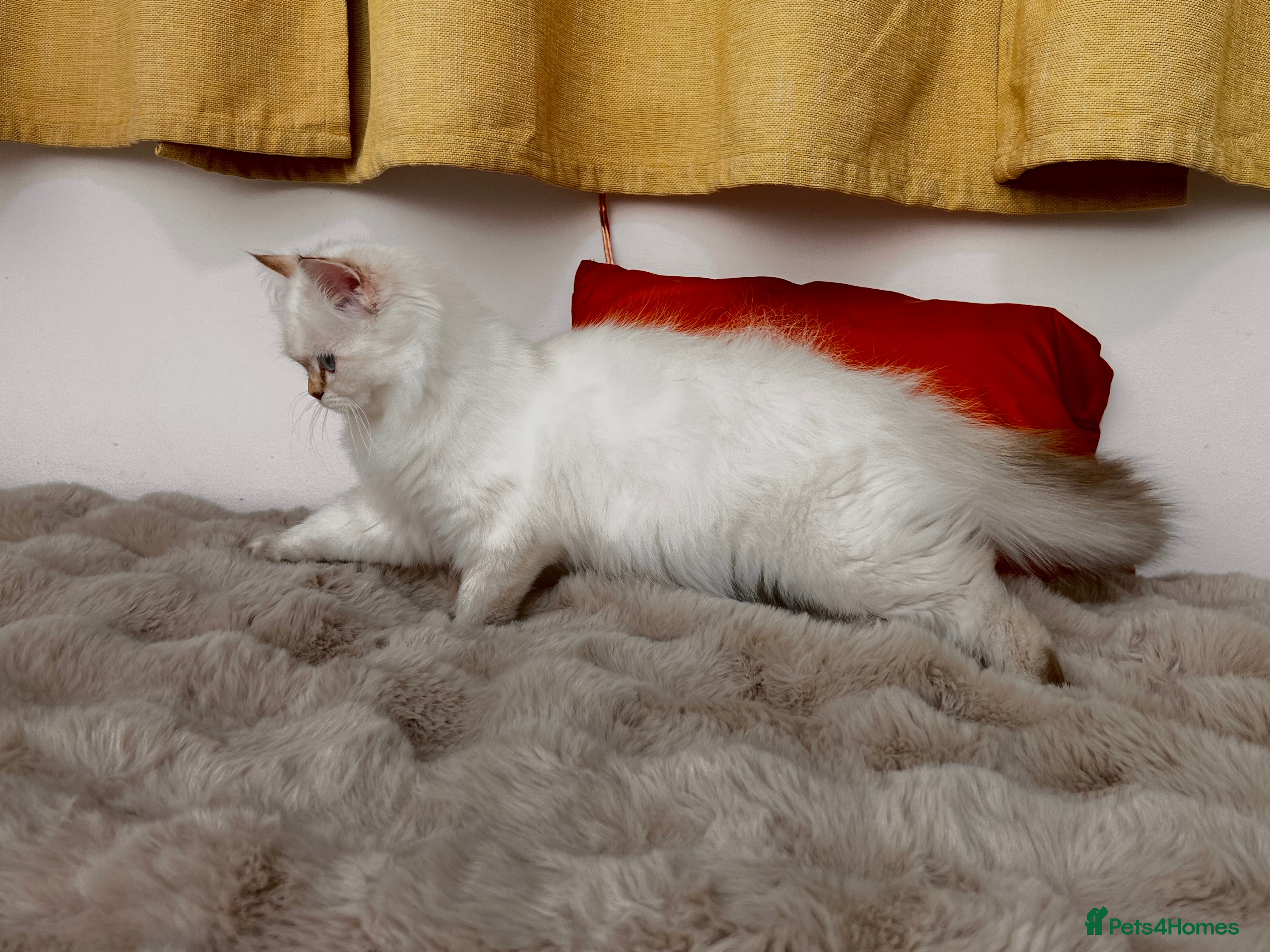 British Longhair cats Adorable GCCF British LH & SH Kittens - Advert 2