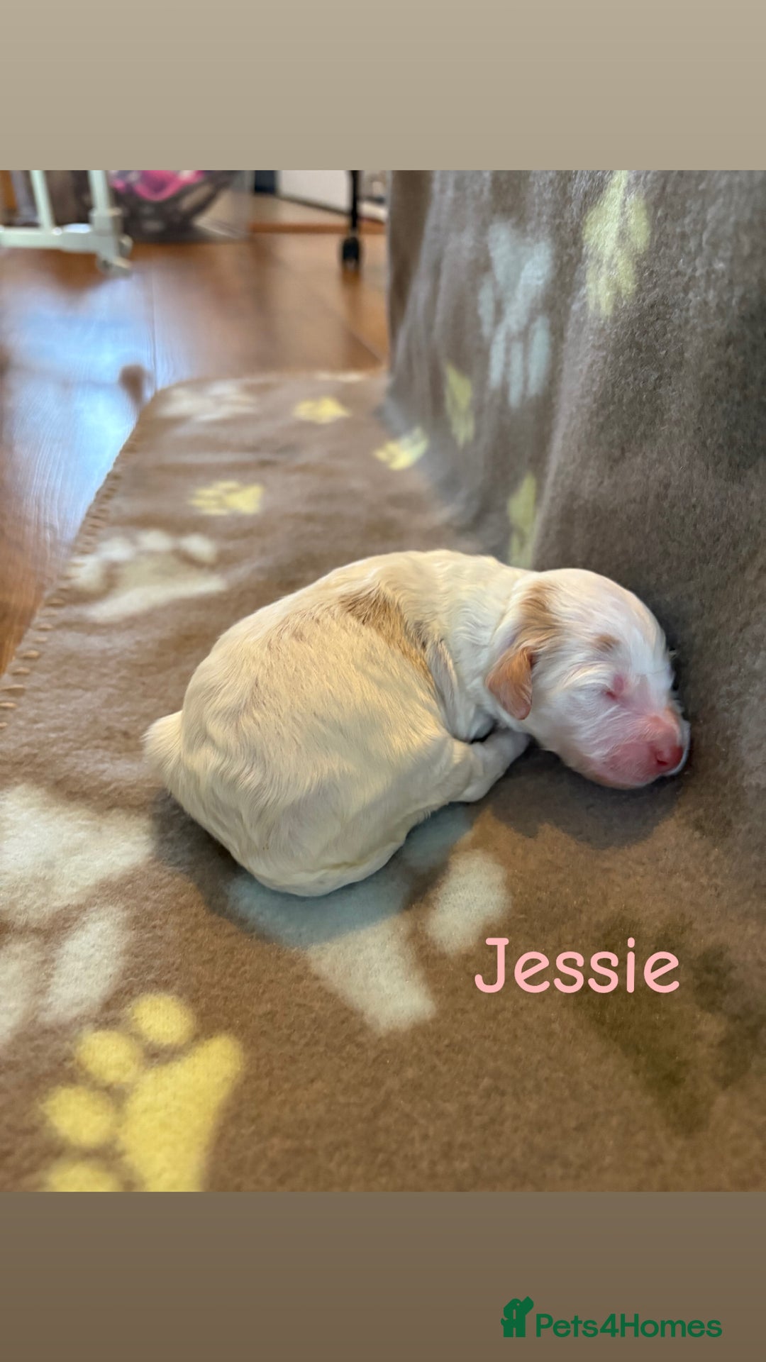 Cockapoo dogs for sale: 🐶🐾Cockapoo puppies 🐶🐾 - Advert 17