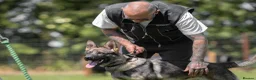 German Shepherd dogs for sale: Top Working Line KC GSD  - Advert 10