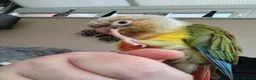 Conures birds for sale: Pineapple Conure DNA Male  in Liverpool - Advert 8