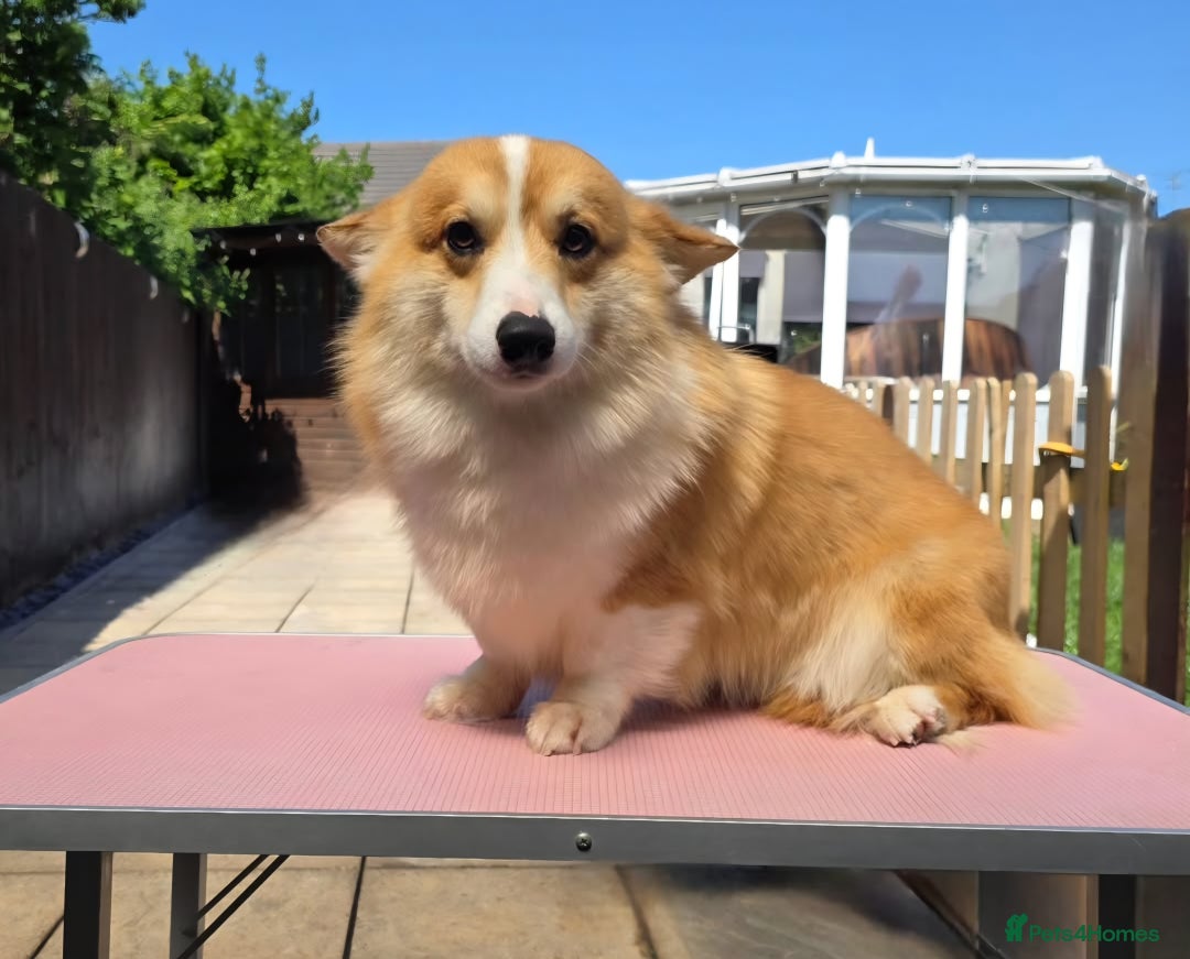 Welsh Corgi Pembroke dogs for stud: Welsh Pembroke Corgi Stud - Advert 1