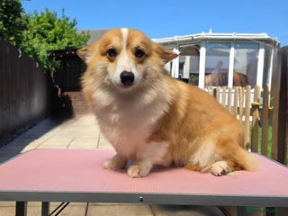 Welsh Corgi Pembroke dogs Welsh Pembroke Corgi Stud - Advert 2