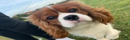 Cavalier King Charles Spaniel dogs for stud: KC REG CHAMPION SIRED HEALTH TESTED CLEAR CAV STUD in Hoddesdon - Advert 13