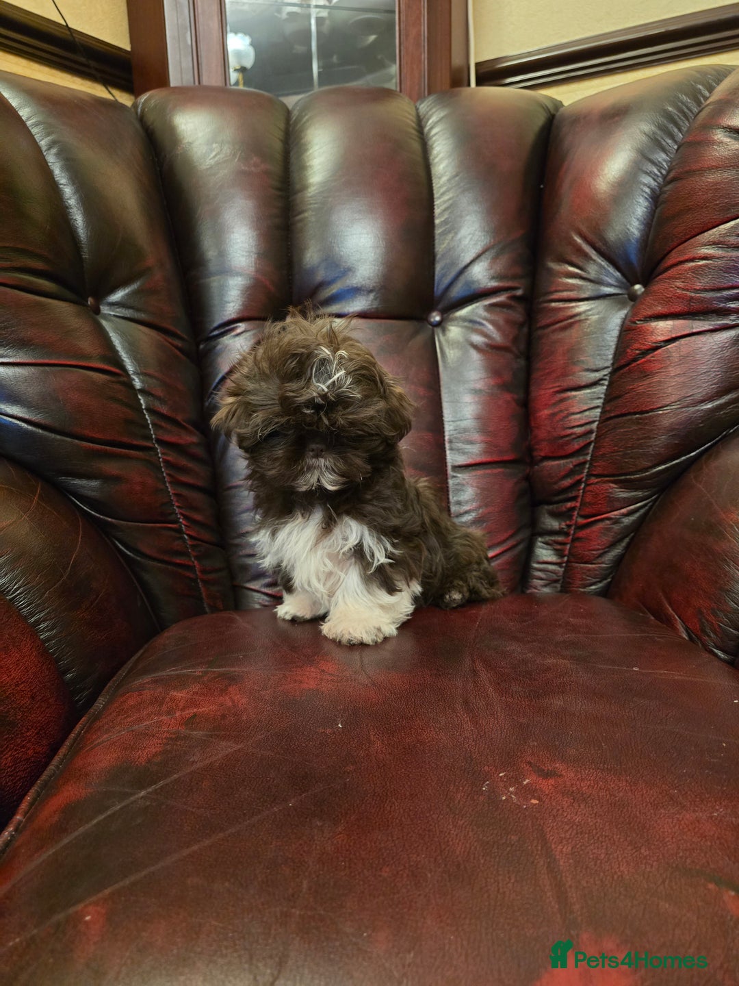 Shih Tzu dogs for sale: Stunning shih tzu - Advert 17