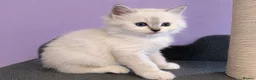 Ragdoll cats for sale: Registered ragdoll kittens by grand champion in Scunthorpe - Advert 9