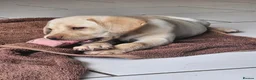 Labrador Retriever dogs for sale: Labrador Pups KC Reg Health Tested - Advert 15
