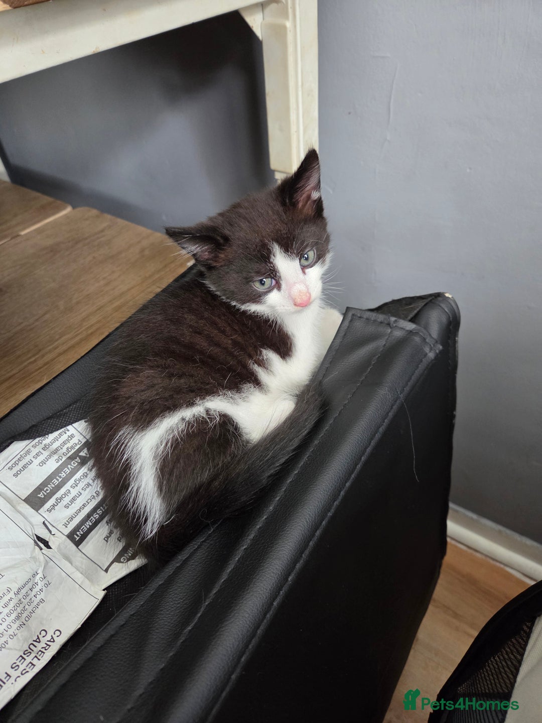 Ragdoll cats for sale: Stunning boy ready for new home next weekend  - Image 3