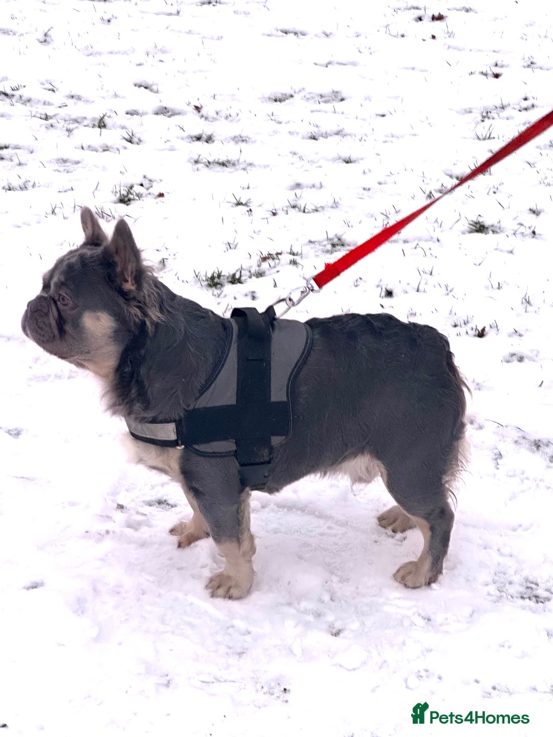 French Bulldog dogs for stud: Gizmo  - Advert 2