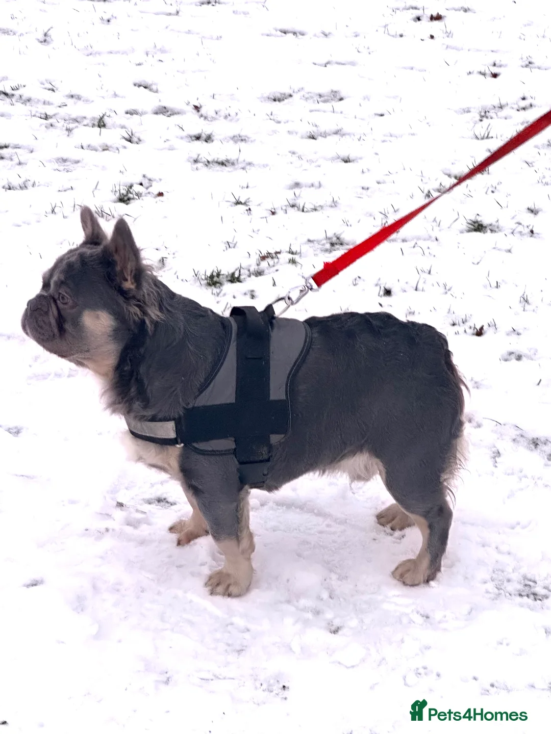 French Bulldog dogs for stud: Gizmo  - Advert 2