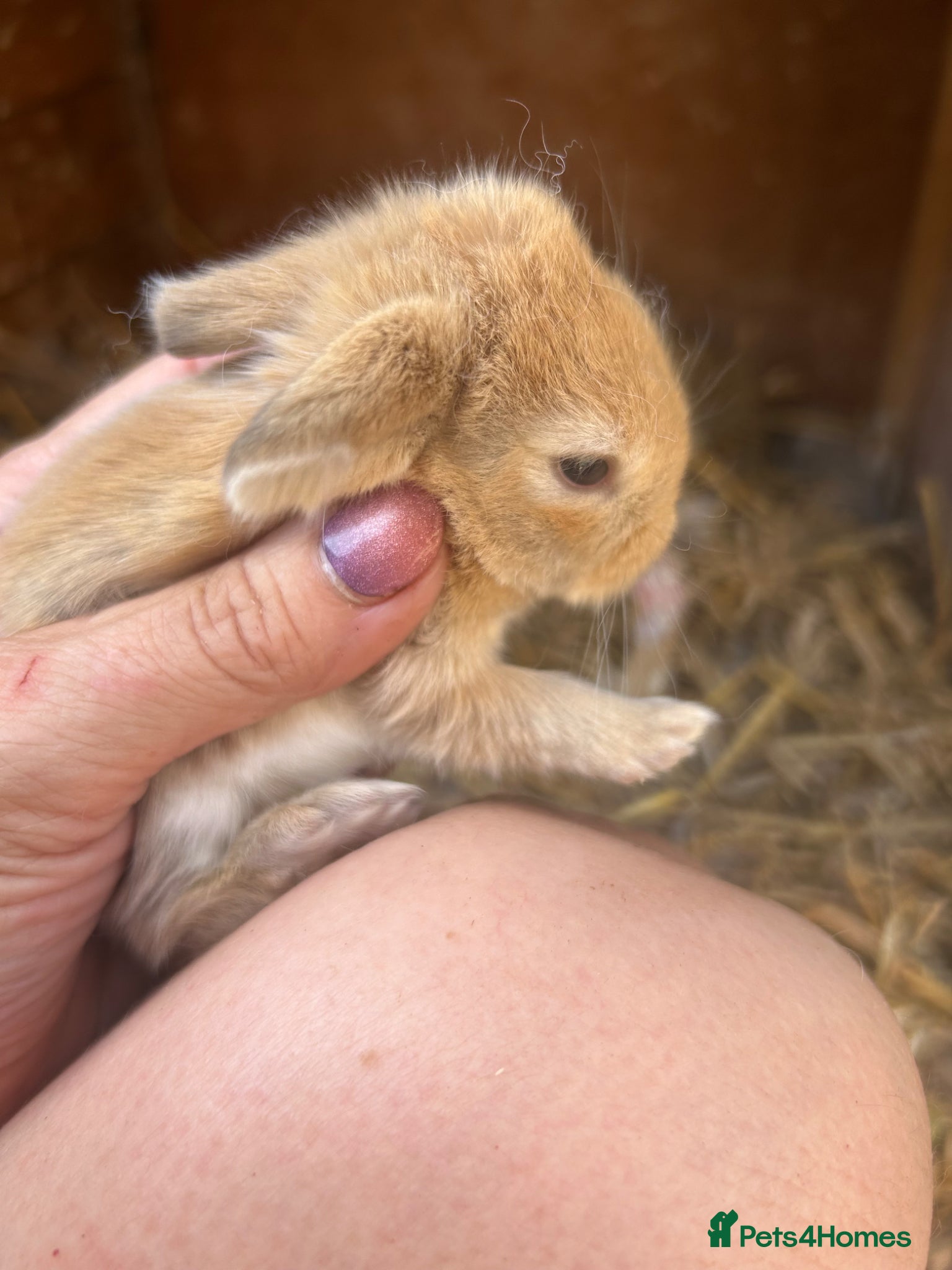 Mini Lop rabbits for sale: Stunning pure mini lop & Mini Rex X ML   - Advert 8