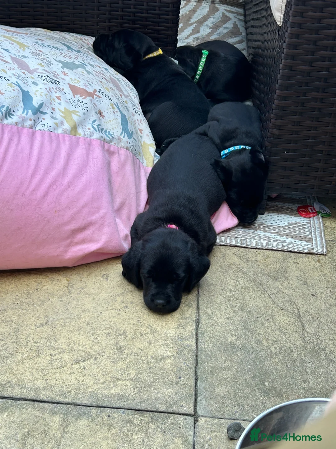 Labrador Retriever dogs for sale: KC registered pedigree black Labradors  - Advert 2
