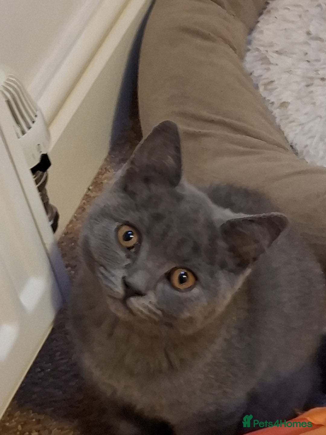 British Shorthair cats for sale: 5 BSH kittens available - Image 6