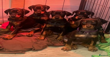 Dobermann dogs  Ready Now:Last 4 KC-Reg European Doberman Pups - Advert 8