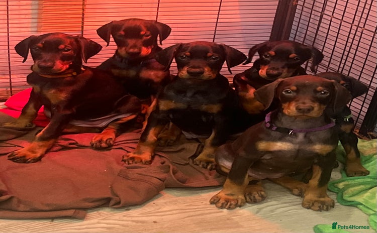 Dobermann dogs READY NOW! KC registered European Doberman Pups - Advert 4