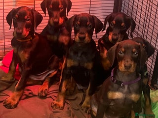 Dobermann dogs READY NOW! KC registered European Doberman Pups - Advert 1