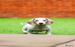 Miniature Dachshund dogs for sale: Miniature cream dachshund - Image 9