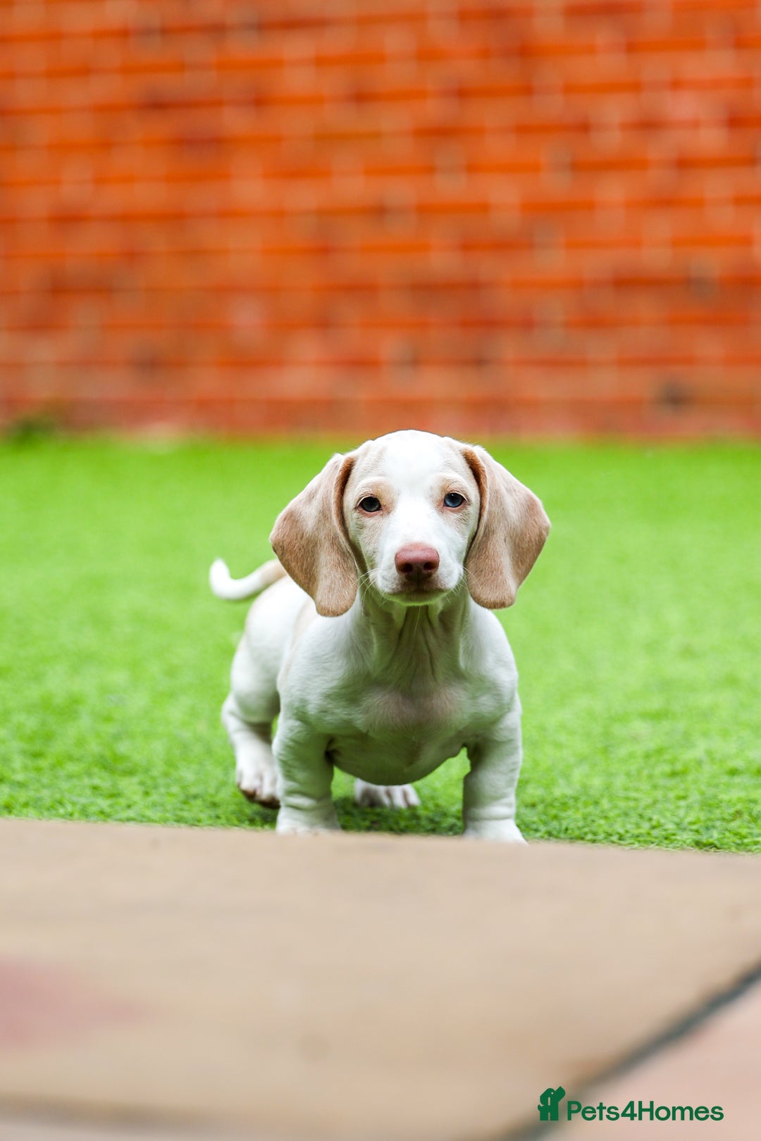 Miniature Dachshund dogs for sale: Miniature cream dachshund - Image 9
