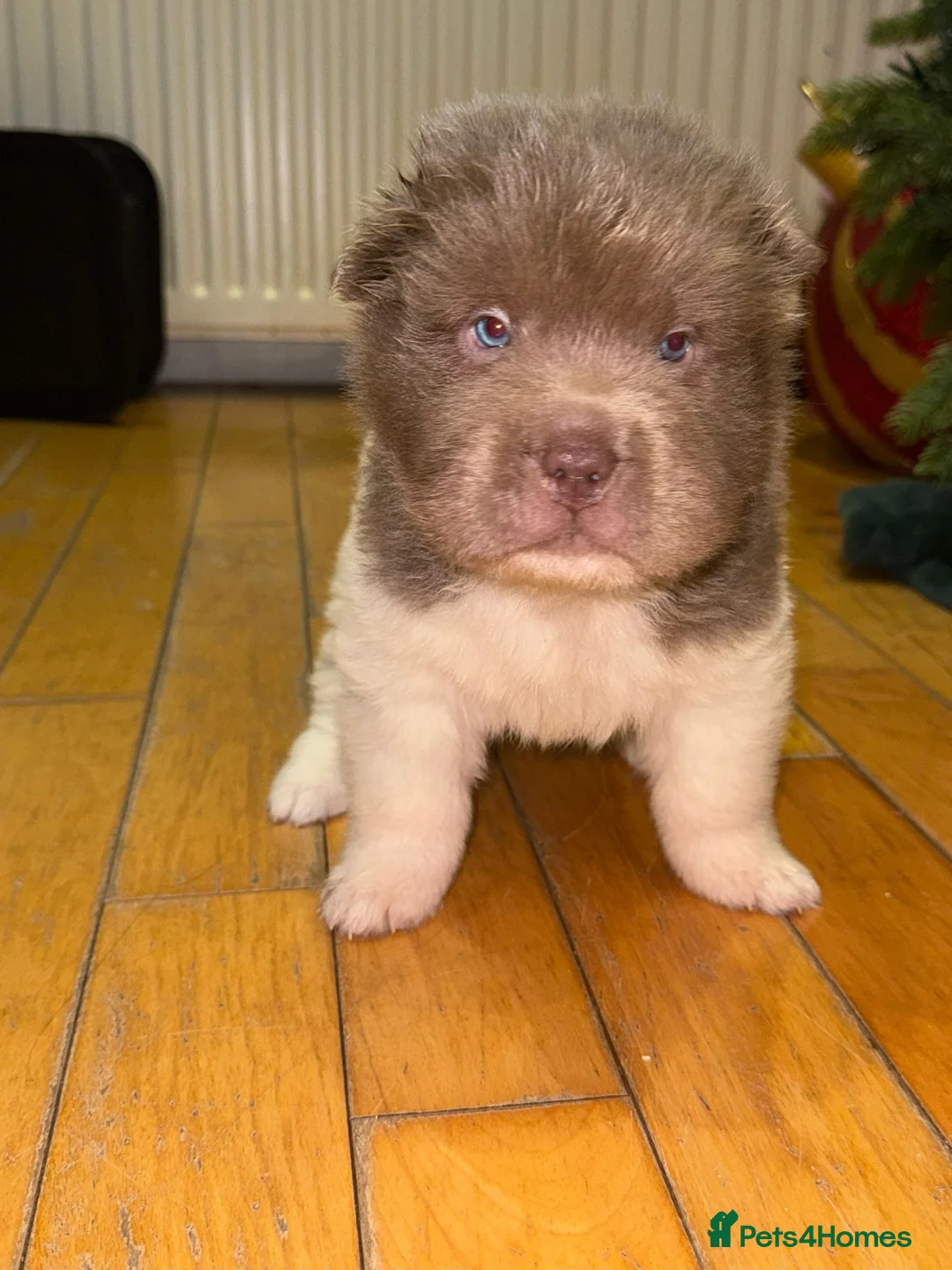 Shar Pei dogs for sale: ONLY 2 LEFT. OUTSTANDING KC BEAR & BRUSH PUPS - Advert 2