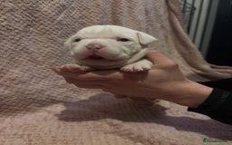American Bulldog dogs for sale: Pocket bully’s  - Advert 5