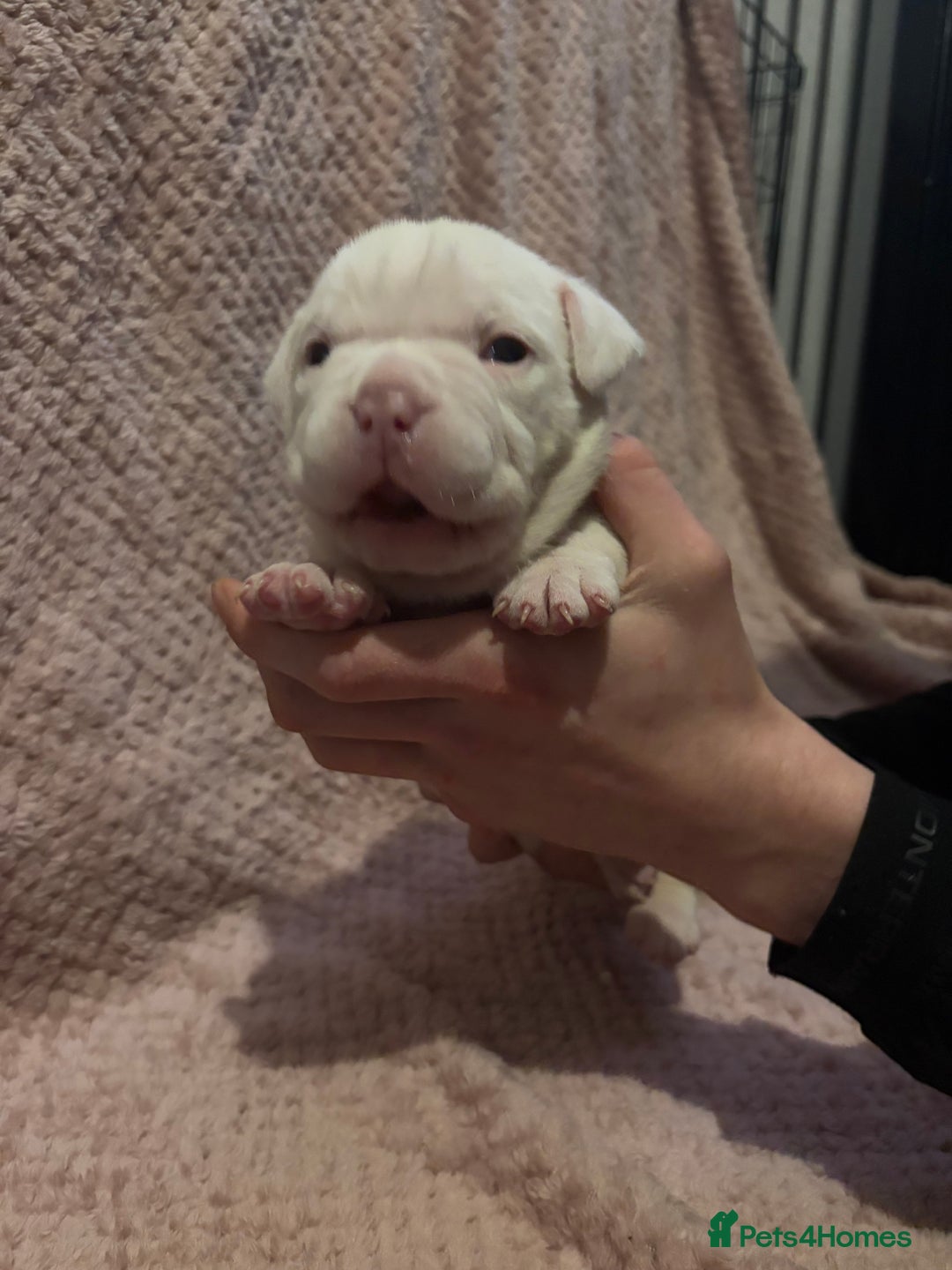 American Bulldog dogs for sale: Pocket bully’s  - Advert 5