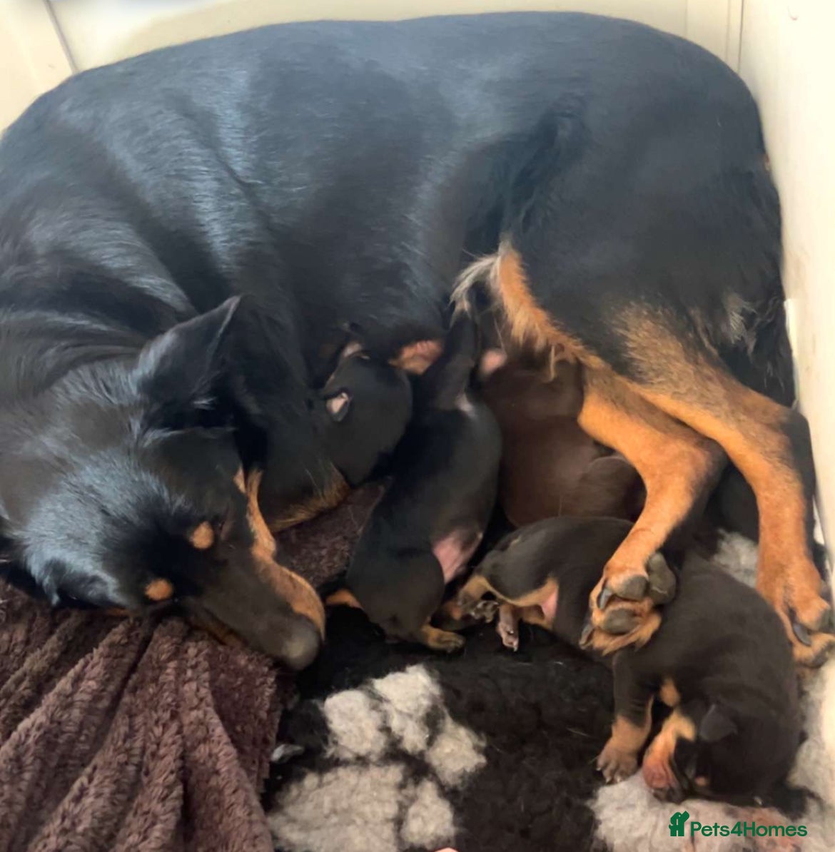 Australian Kelpie dogs Kelpie pups  - Advert 2