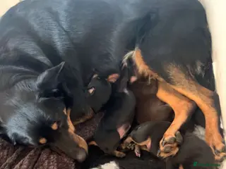 Australian Kelpie dogs Kelpie pups - Advert 2