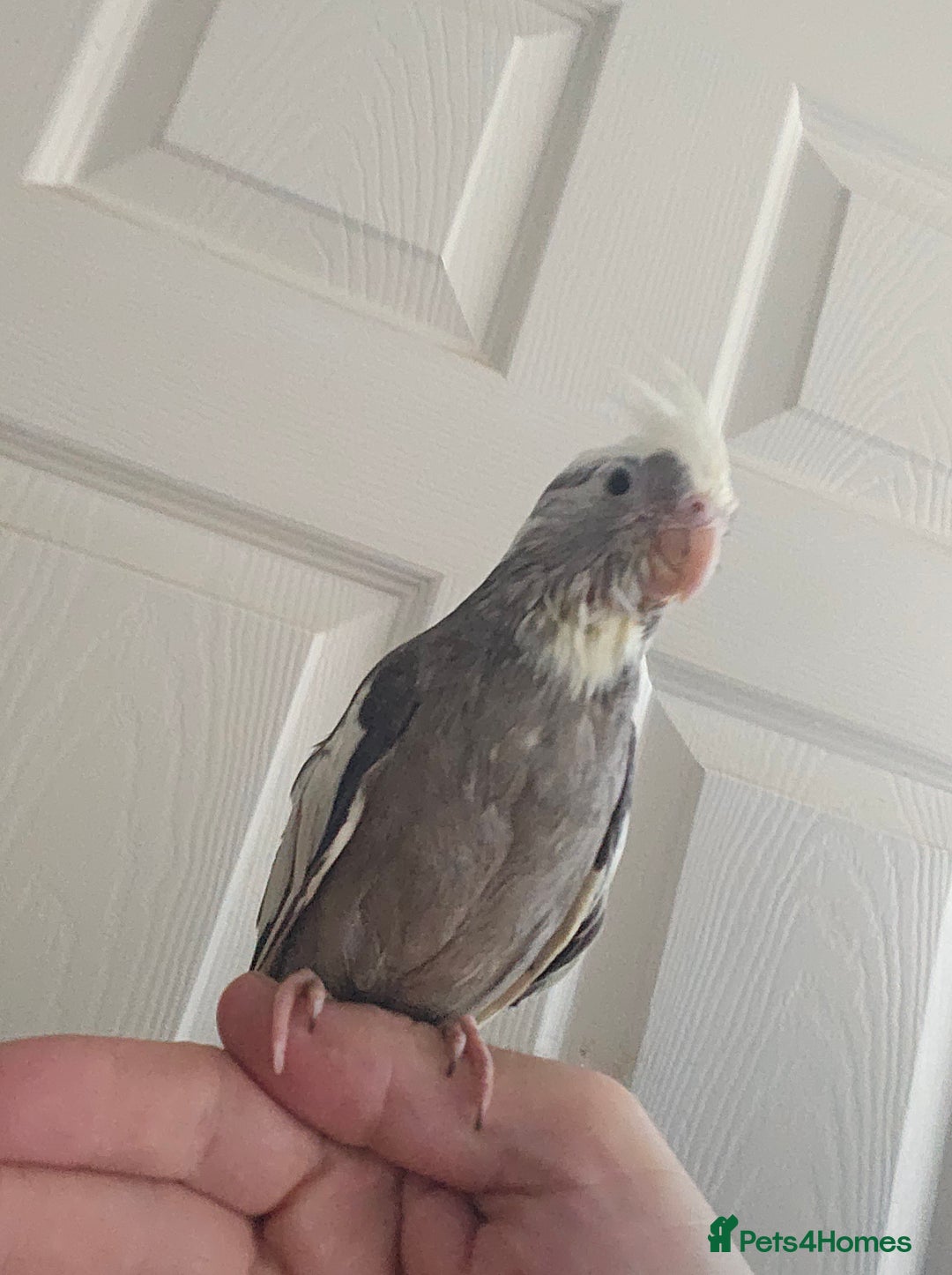 Cockatiels birds for sale: Cockatiel chicks hand tame  - Image 9