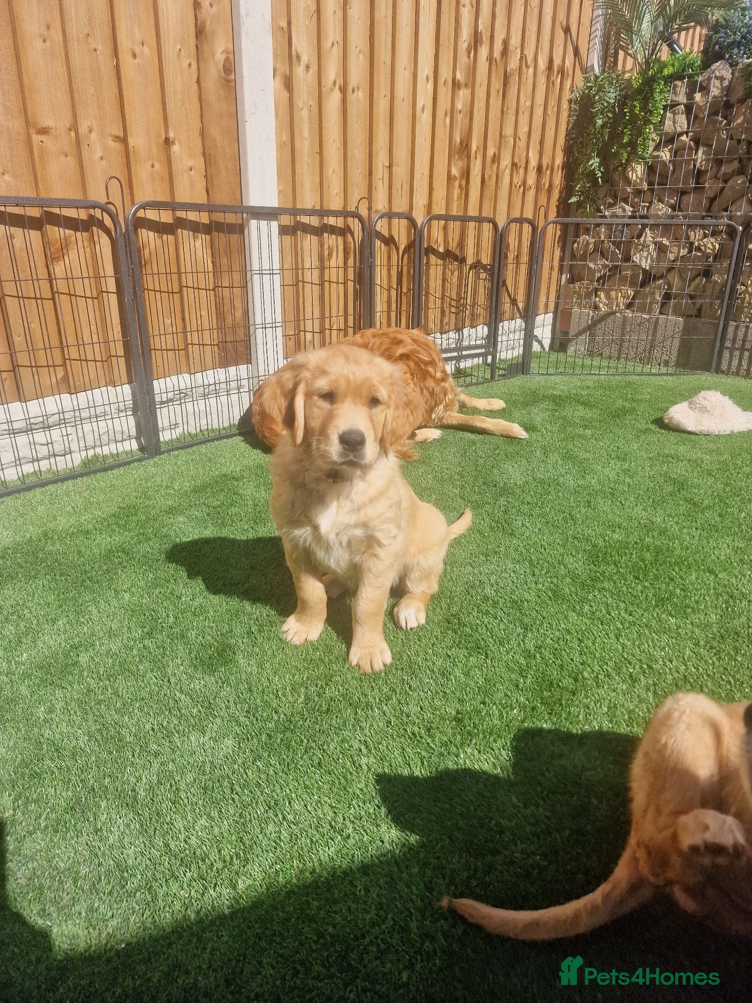 Golden Retriever dogs Stunning dark golden retriever puppies for sale - Advert 1
