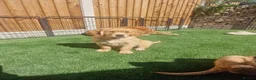 Golden Retriever dogs for sale: Stunning dark golden retriever puppies for sale - Advert 1