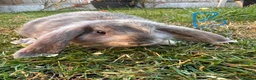 Mini Lop rabbits for sale: Mini Lop Rabbits For Sale  - Advert 11