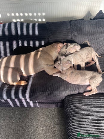 American Bully dogs - Advert 1