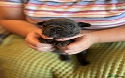 French Bulldog dogs for sale: Last One - KC French Bulldog Puppies - Image 11