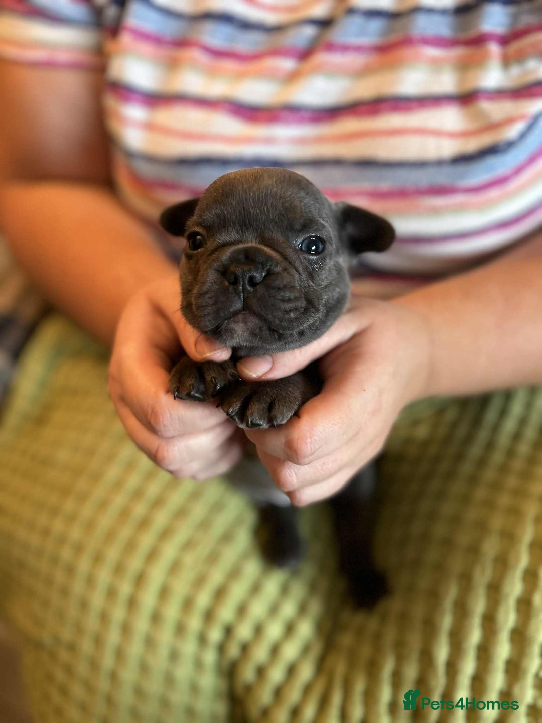French Bulldog dogs for sale: Last One - KC French Bulldog Puppies - Image 11