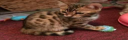 Bengal cats for sale: Clean, Healthy-Looking, and Charming Bengal Kitten in Birmingham - Advert 8