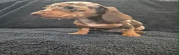 Miniature Dachshund dogs for sale: Miniature Dachshund READY NOW - Advert 17