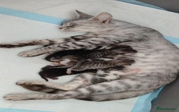 Bengal cats for sale: Bengal kittens - Image 1
