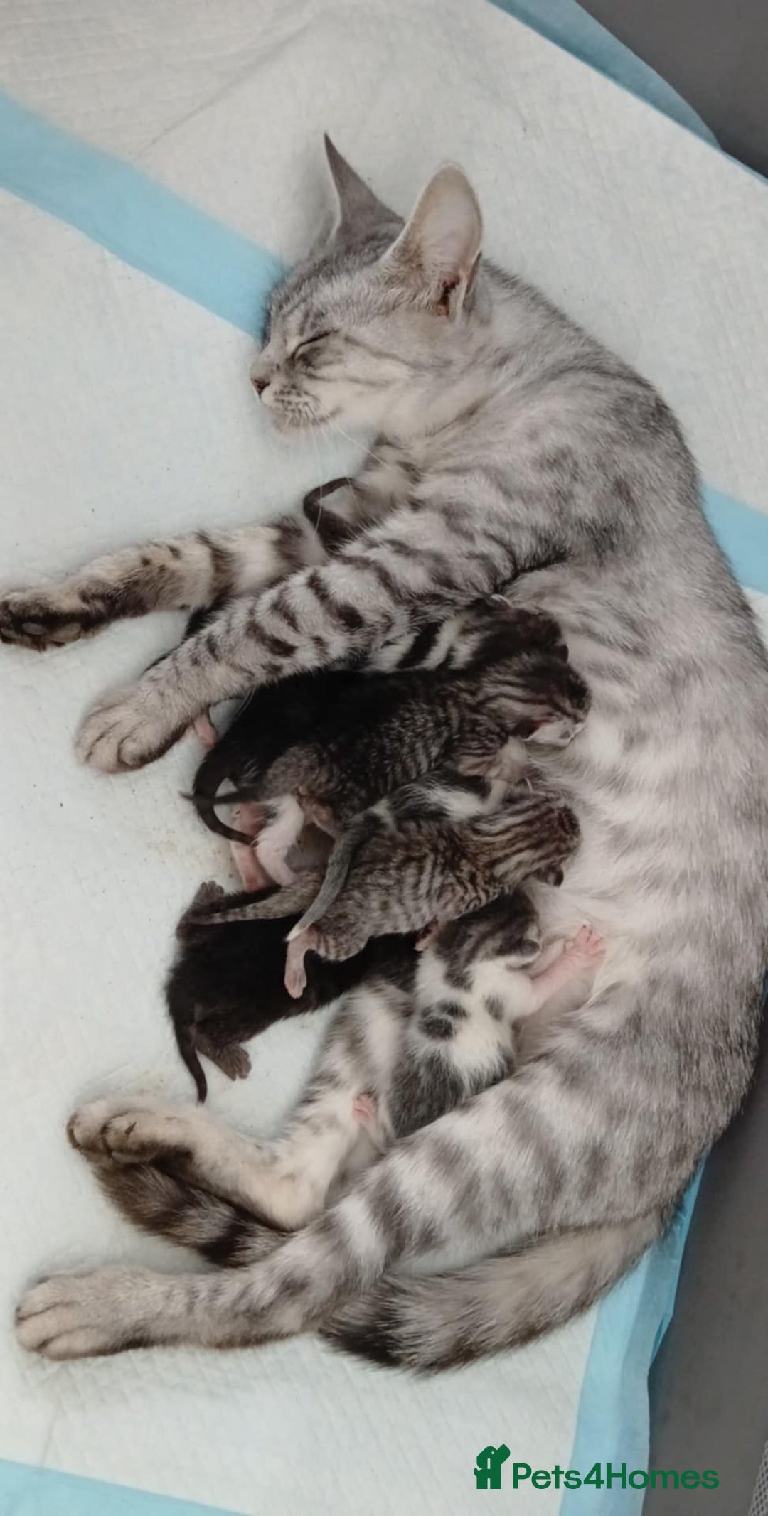 Bengal cats for sale: Bengal kittens - Image 1
